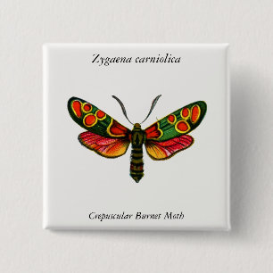 Zygaena carniolica - de Crepuscular Burnet Moth Vierkante Button 5,1 Cm