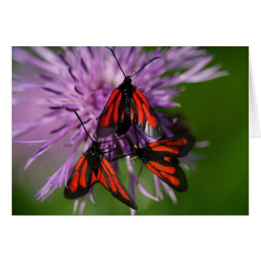 Zygaena purpuralis (Voorkant Horizontaal)