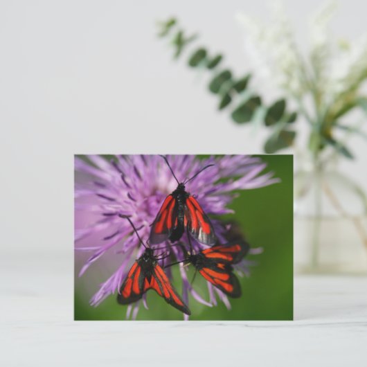 Zygaena purpuralis briefkaart (Staand voorkant)