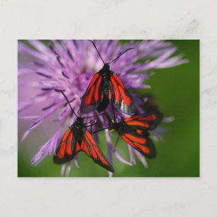 Zygaena purpuralis briefkaart