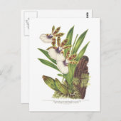 Zygopetalum gautieri briefkaart (Voorkant / Achterkant)