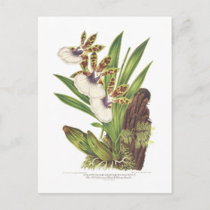 Zygopetalum gautieri briefkaart