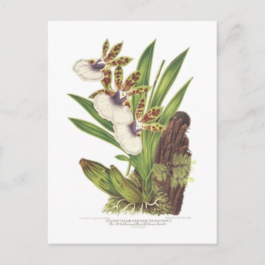 Zygopetalum gautieri briefkaart (Voorkant)