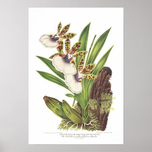 Zygopetalum gautieri poster (Voorkant)