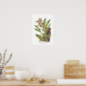 Zygopetalum gautieri poster (Keuken)