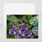 Zygopetalum Orchid Briefkaart (Voorkant / Achterkant)