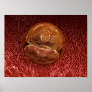 Zygote Development: 24-36 uur Poster