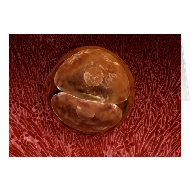 Zygote-ontwikkeling: 24-36 uur (Voorkant Horizontaal)