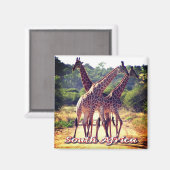 zZA011 ZUID-AFRIKA, Giraffes, Fridge Magneet (Voorkant / Achterkant)