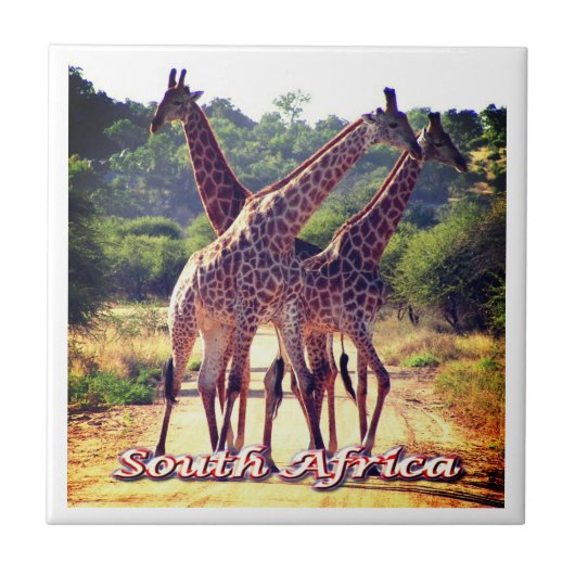zZA011 ZUID-AFRIKA, Giraffes, Tegeltje (Voorkant)